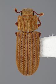  Bitoma exarata  (Pascoe, 1863)