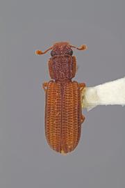  Bitoma gracilis  Sharp, 1894