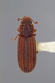  Bitoma neglecta  Stephan, 1989