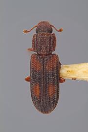  Bitoma ornata  (LeConte, 1858)