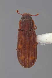  Bitoma pinicola  Schaeffer, 1907