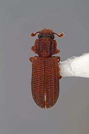  Bitoma quadricollis  (Horn, 1885)