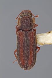  Bitoma vittata  Schaeffer, 1907