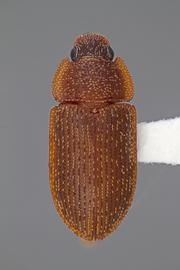  Colobicus parilis  Pascoe, 1860 

