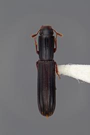  Colydium lineola  Say, 1825 
