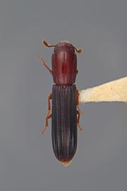  Colydium nigripenne  LeConte, 1863 
