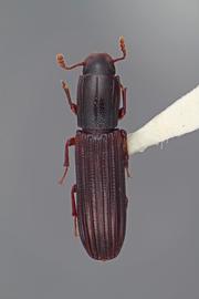  Colydium robustum  Stephan, 1989 
