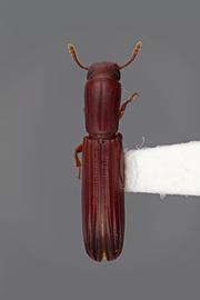  Colydium thomasi  Stephan, 1989 
