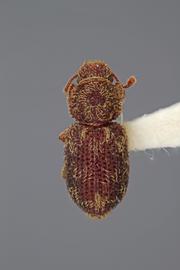  Coxelus serratus  Horn, 1885 
