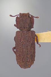  Denophloeus nosodermoides  (Horn, 1878) 
