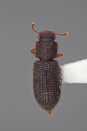  Endeitoma dentata  (Horn, 1885) 
