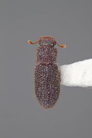  Endeitoma dentata  (Horn, 1885); covered in waxy exudate
