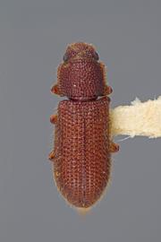  Endeitoma granulata  (Say, 1826) 
