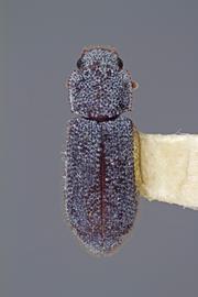  Endeitoma granulata  (Say, 1826); covered in waxy exudate