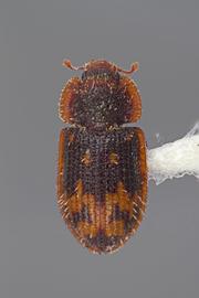  Eucicones marginalis  (Melsheimer, 1846) 
