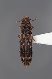  Eudesma undulata  (Melsheimer, 1846) 
