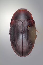  Hyporhagus pseudogilensis  Freude, 1955 
