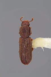  Lasconotus bitomoides  Kraus, 1912 
