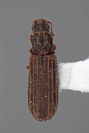  Lasconotus borealis  Horn, 1878 
