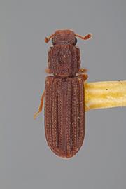  Lasconotus complex  LeConte, 1859 
