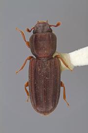  Lasconotus concavus  Casey, 1890 
