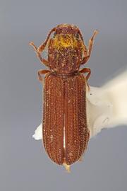  Lasconotus fitzgibbonae  Kingsolver, Stephan, and Moser, 2006 
