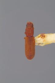  Lasconotus knulli  Stephan, 1989 
