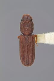  Lasconotus laqueatus  LeConte, 1866 
