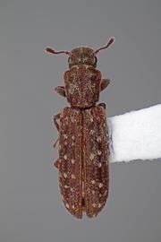  Lasconotus nucleatus  Casey, 1890 
