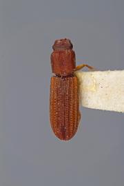  Lasconotus planipennis  Kraus, 1912 
