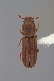  Lasconotus pusillus  LeConte, 1863 
