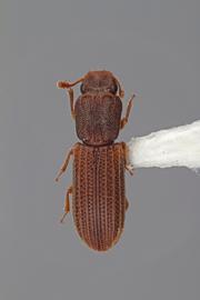  Lasconotus referendarius  Zimmermann, 1869 
