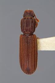  Lasconotus servus  Horn, 1885 
