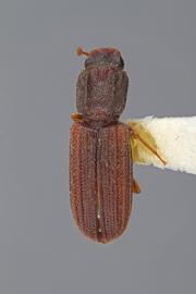  Lasconotus subcostulatus  Kraus, 1912 
