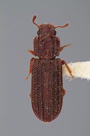  Lasconotus tuberculatus  Kraus, 1912 
