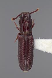 Lobogestoria gibbicollis  Reitter, 1878 
