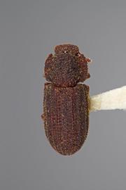  Megataphrus arizonicus  Stephan, 1989 
