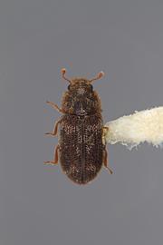  Synchita obscura  Horn, 1885