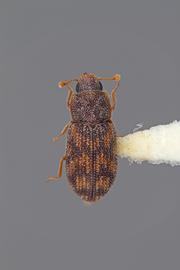  Synchita parvula  Guérin-Méneville, 1829