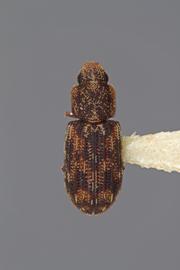  Synchita lecontei  Ivie, Lord, Foley, and Slipinski