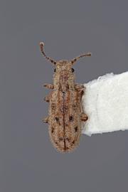  Monoedus guttatus  Horn, 1882 
