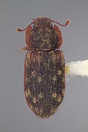  Namunaria guttulata  (LeConte, 1863) 
