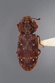  Namunaria pacifica  (Horn, 1878) 
