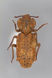  Phellopsis obcordata  (Kirby, 1837); encrusted