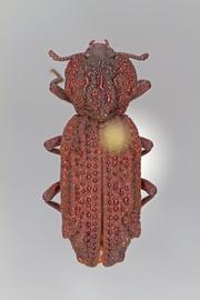  Phellopsis porcata  (LeConte, 1853) 
