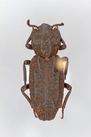  Phellopsis porcata  (LeConte, 1853); encrusted