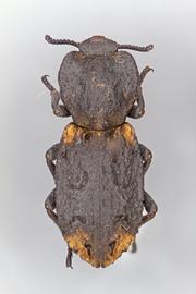  Phloeodes diabolicus  (LeConte, 1851) 
