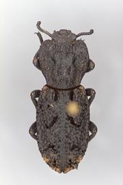  Phloeodes diabolicus  (LeConte, 1851) 
