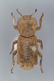  Phloeodes plicatus  (LeConte, 1859) 
