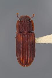  Phloeonemus catenulatus  Horn, 1878